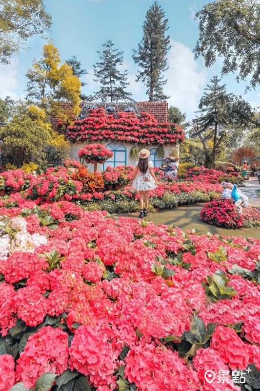 今年花露農場繡球花花期預計至五月底。（圖 / vivian06041)