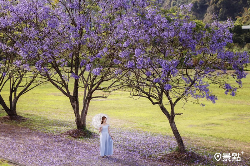 藍花楹經典美景「內埔飛場」花海盛開。（圖／apple690523，以下同)