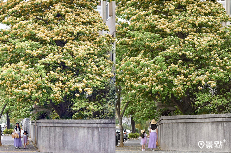 加羅林魚木花海藏市區！人行道壯觀花叢街景美拍