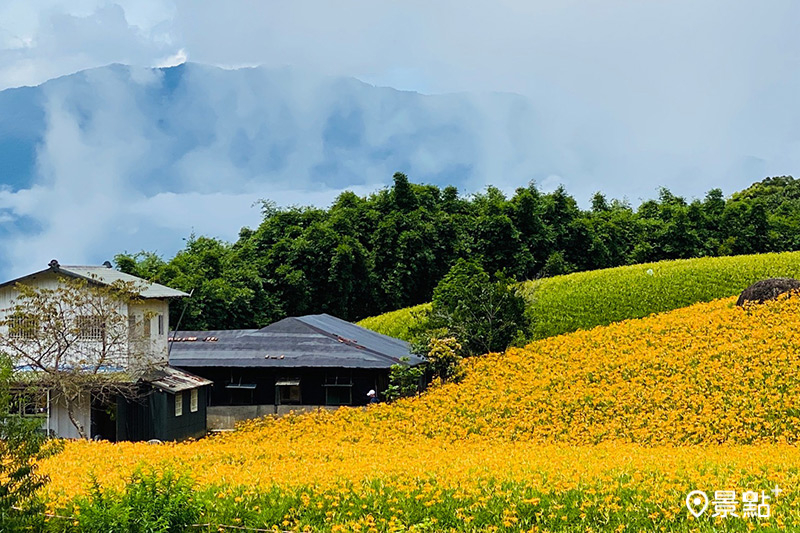 鳴日號旅客體驗在雲霧繚繞的滿山金針花海中，品嘗德國香腸及手做pizza、甜點等。