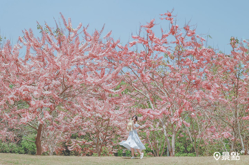 暨南大學花旗木盛開，宛如綠地上粉紅小森林。（圖／dalin209，以下同)