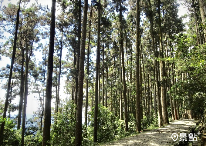 藤枝國家森林遊樂區免預約開放入園。（圖／高雄市政府，以下同）