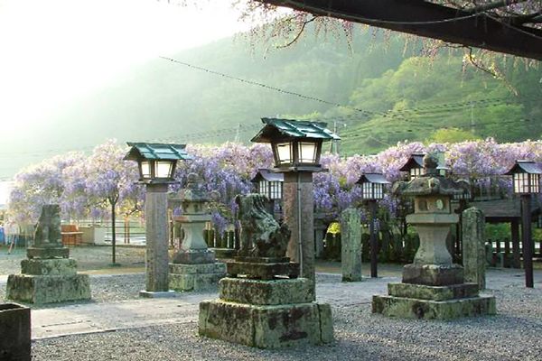 盛開的紫藤替神社添增夢幻色彩 (圖／九州觀光推進機構)