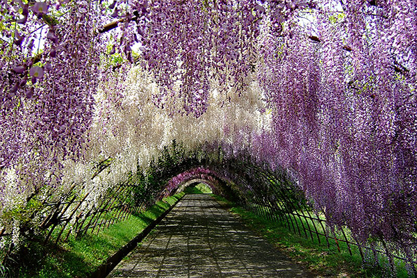 絕美夢幻紫色花海隧道！日本五大紫藤花景點必筆記