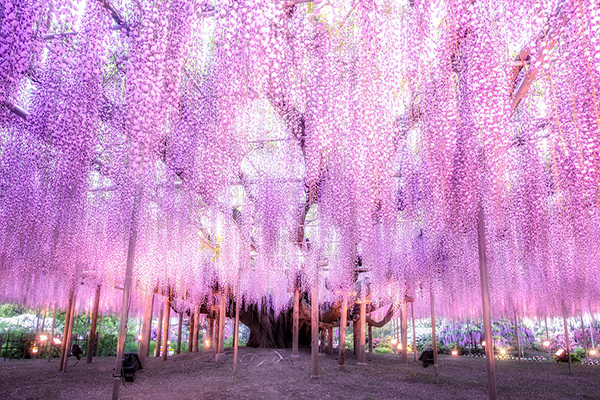 足利花卉公園夢幻紫藤 (圖／あしかがフラワーパーク)