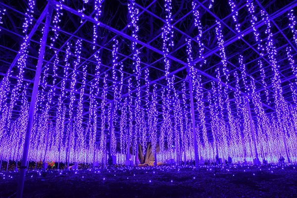 足利花卉公園光之花的庭院 (圖／あしかがフラワーパーク)