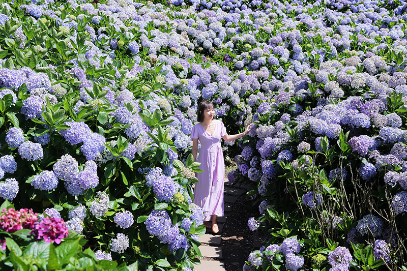 竹子湖午後陽光繡球花園美景。（圖／海芋繡球竹子湖）