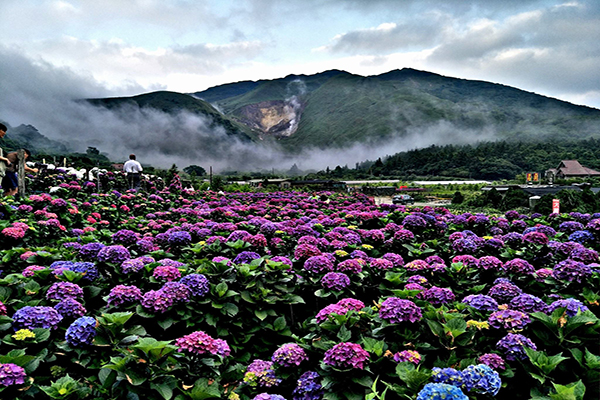 大賞園繡球花。 (圖／大賞園繡球花（海芋）)