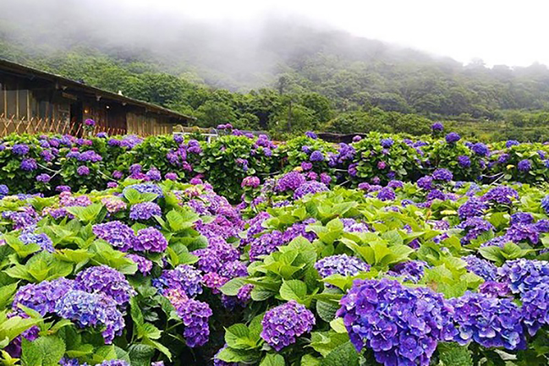 陽明山財福海芋田繡球花盛開美景。（圖／財福海芋田）