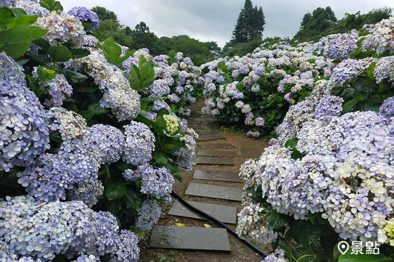 午後陽光繡球花田。 (圖／午後陽光繡球花)