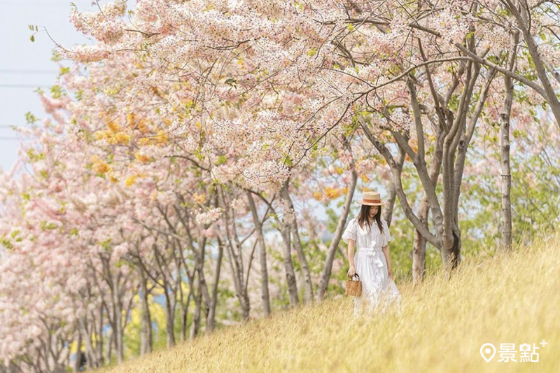 仁德滯洪池整排花旗木盛開，充滿日系櫻花海風格美景。（圖／a8836024，下同）