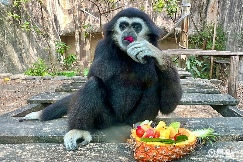 白手長臂猿「yoyo」享用鳳梨蔬果全席。