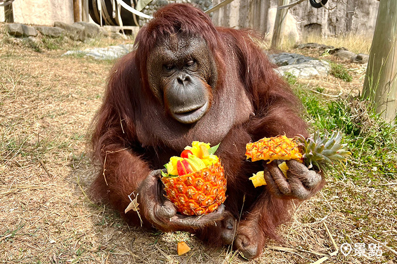 紅毛猩猩「咪咪」開箱鳳梨蔬果盅。
