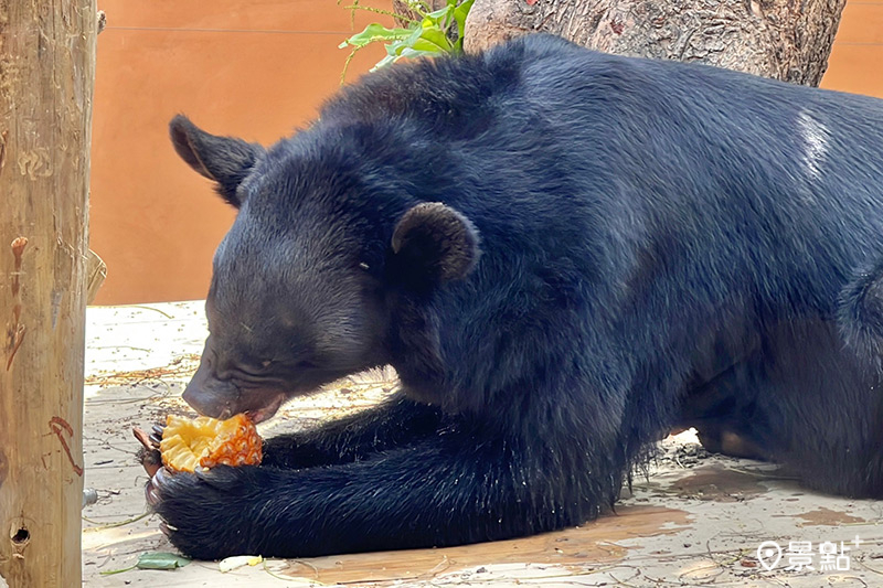 台灣黑熊「波比」大口咀嚼鳳梨。