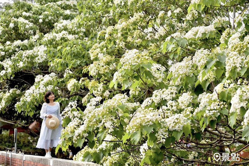 桐花公園客家大院桐花盛開，多處都能拍出滿版美景。 (圖／laiyuping9520，以下同)