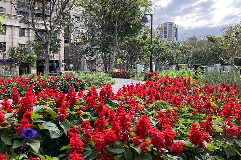 火熱鮮紅、葉色翠綠的一串紅，展現北大特區初夏之美。
