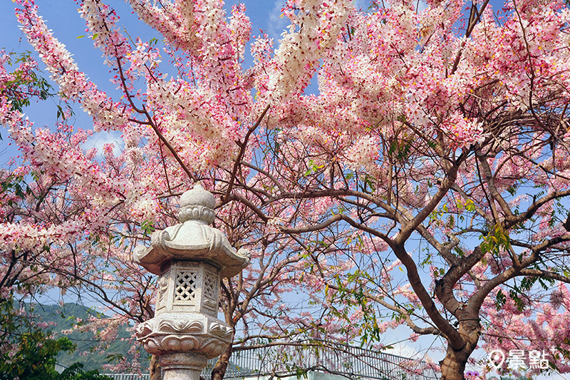新威天臺山道場數百棵花旗木綻放，美麗花海與中式庭園相映成趣。 (圖／高雄市新聞局，以下同）