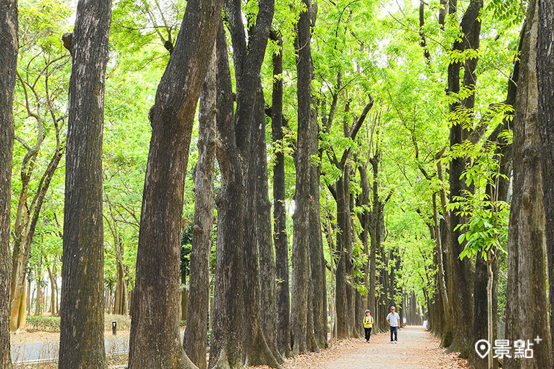 新威森林公園的地標「桃花心木大道」，筆直林蔭步道長約2公里，景色優美如畫。