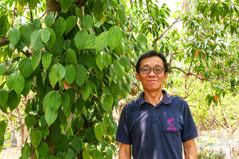 農場主人陳裕隆說，獅山胡椒園從上一代農場主人陳振山開始，在屏東農專協助下引進胡椒種植，距今超過一甲子，是臺灣規模最大的本土胡椒園。