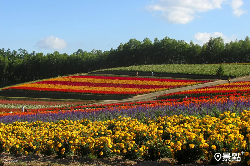 日本北海道以迷人風景聞名的富良野小鎮，擁有滿遍的薰衣草與彩虹花海。