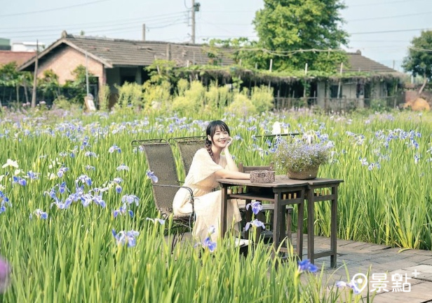 鳶尾花海水景湖畔飲茶！花期限定美拍田園風光