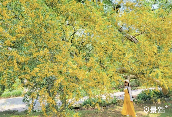 相思樹金黃花瀑景致很美。（圖 / yijiun_lee，以下同）
