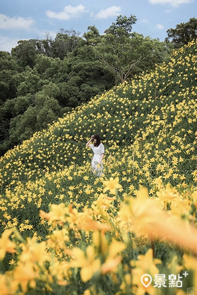 有著「忘憂草」之稱的金針花海美景，讓人放鬆療癒。(圖／bb211019)