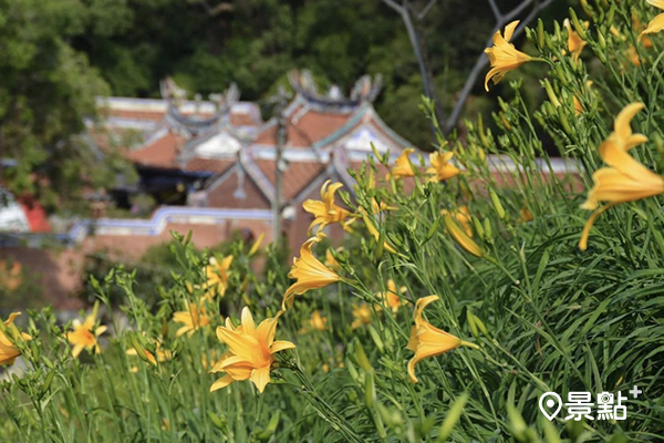 花壇虎山巖觀音寺就在金針花海旁，可以取景。(圖／showyu160)