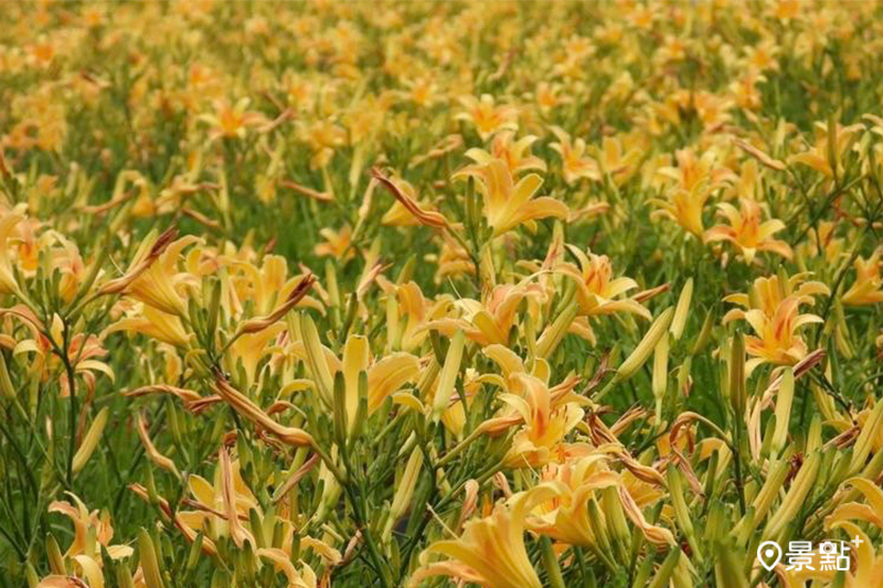 有東方母親花之稱的金針花，又名萱草。