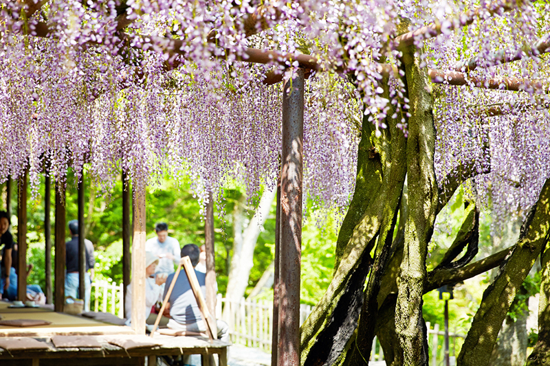 樹齡約170年的大紫藤。