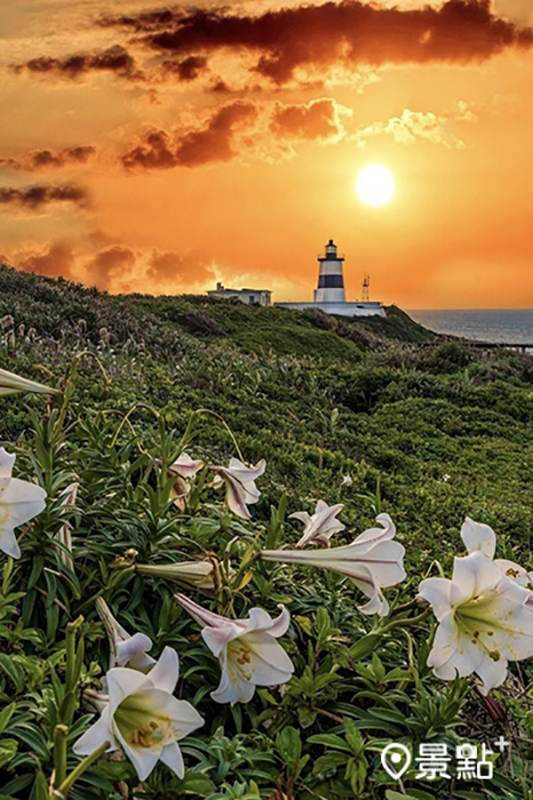 富貴角燈塔步道往年百合花海景。