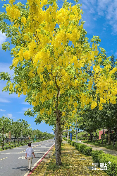 國立台灣歷史博物館阿勃勒花景。 (圖／ceimei)