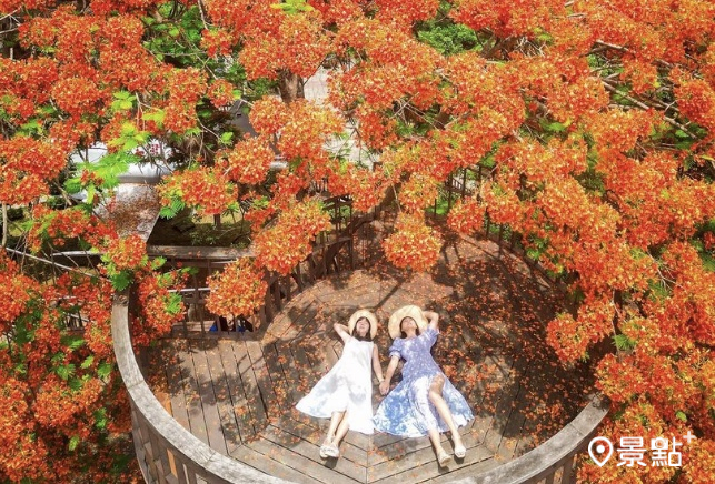 梅山公園鳳凰花盛開，圓澎外觀拍起來十分吸睛！（圖 / hsingfang，以下同）