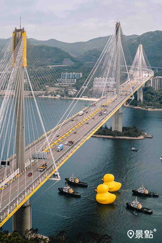 兩隻黃色小鴨游過汀九橋及青馬大橋。