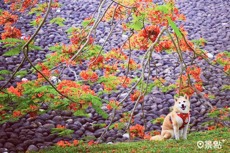 仁義潭鳳凰木滿版低垂的火紅花景。 (圖／momo201438)