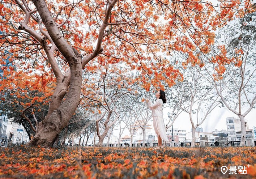 安平運河鳳凰木花海。(圖／wusheng_photo)