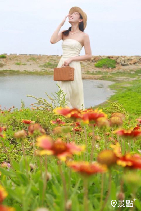 天人菊每到夏季就會開出色彩鮮艷、橘黃色鑲邊花朵 。 （圖／jamie_yun_）