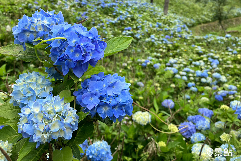 萬朵繡球花可於「石牌縣界公園」免費參觀欣賞！（圖 / 新北市政府，以下同）