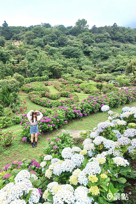 每年到五六月的繡球花季時，在後山聚落可欣賞花海美景。