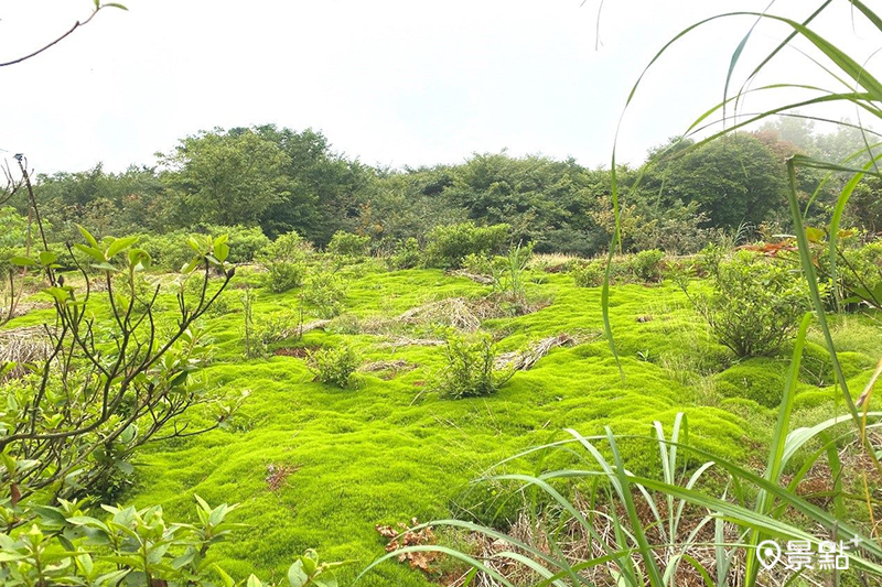 後山聚落 苔類植物土馬騌景觀。