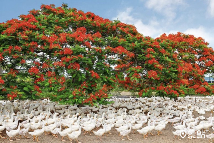 3顆鳳凰木花海火紅綻放，位於養鵝場跟鵝群相映成獨特花景。（圖 / haingfang20)