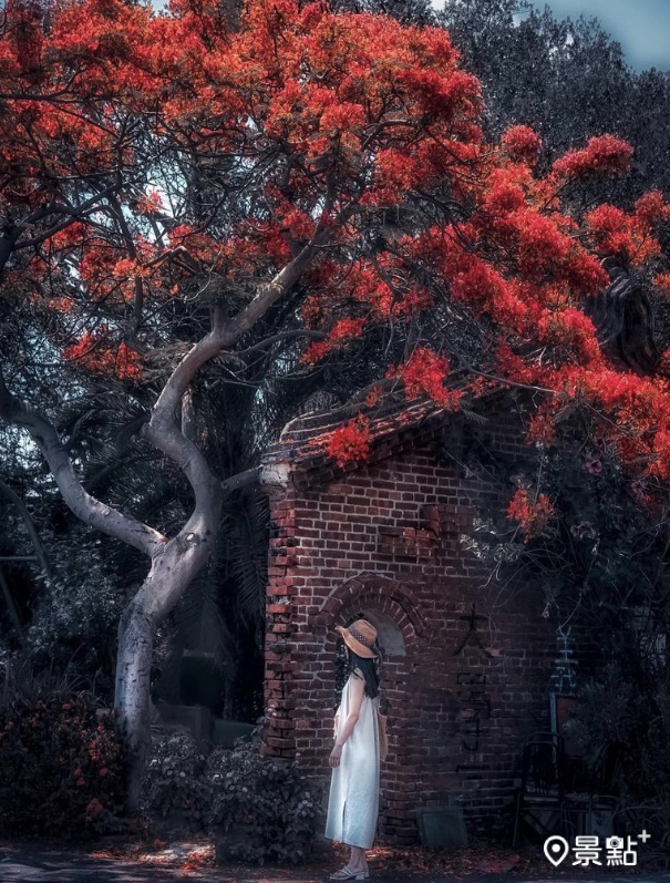 嘉義布袋有一處紅磚牆X鳳凰花的漂亮取景，吸引攝影愛好者搶拍！（圖 / imma_pon)