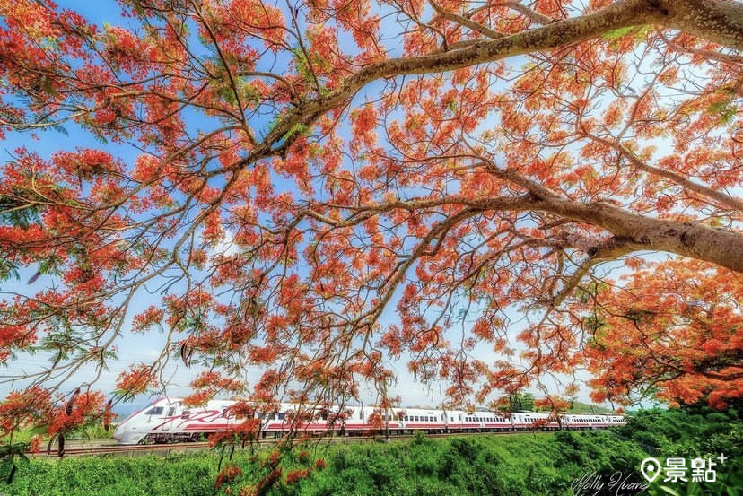 苗栗造橋綠池庭園餐廳可欣賞到鳳凰木花海與鐵道同框。(圖／molly888666)