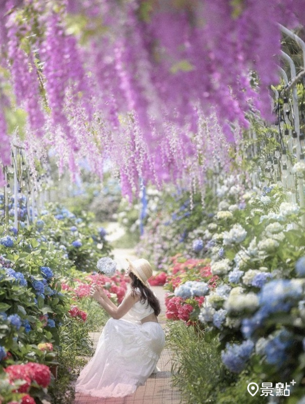 高家繡球花田萬里第三園區花海盛況。 (圖／lilianwang_tw)