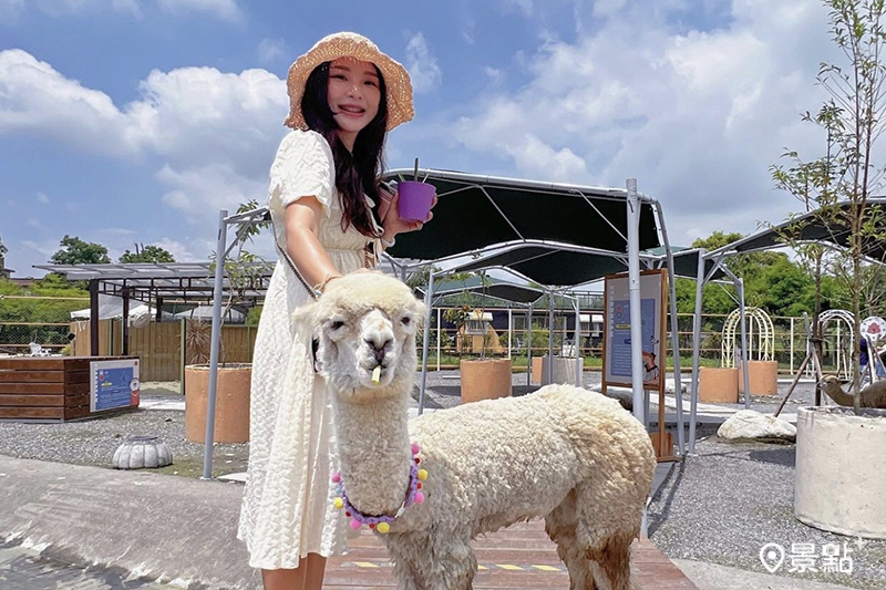 「星夢森林劇場」可以零距離和草泥馬、水豚等小動物互動餵食。(圖／lia_handmade_artist，以下同)