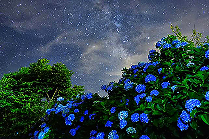 露營可夜賞繡球花海星空。 (圖／高接梨)