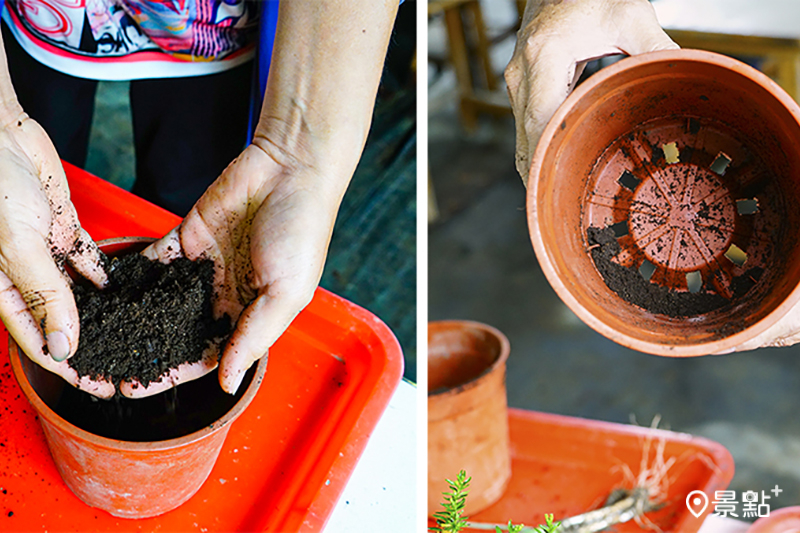 土壤介質首重排水，居家盆栽建議使用透水性高的培養土或廚餘堆肥作為介質，並挑選底部孔洞多的盆器。