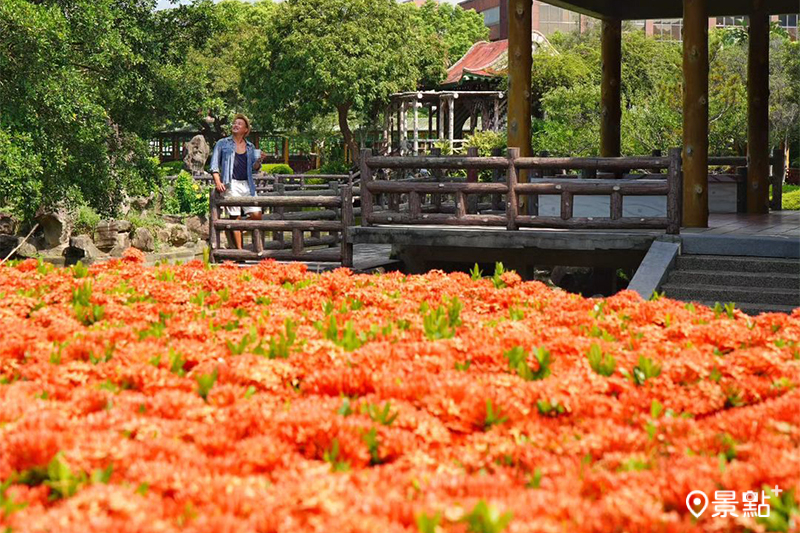 紅仙丹花又稱紅繡球，搭配雙溪公園內的中式庭院造景，享受充滿詩意的美景。（圖／chih07090616，以下同）