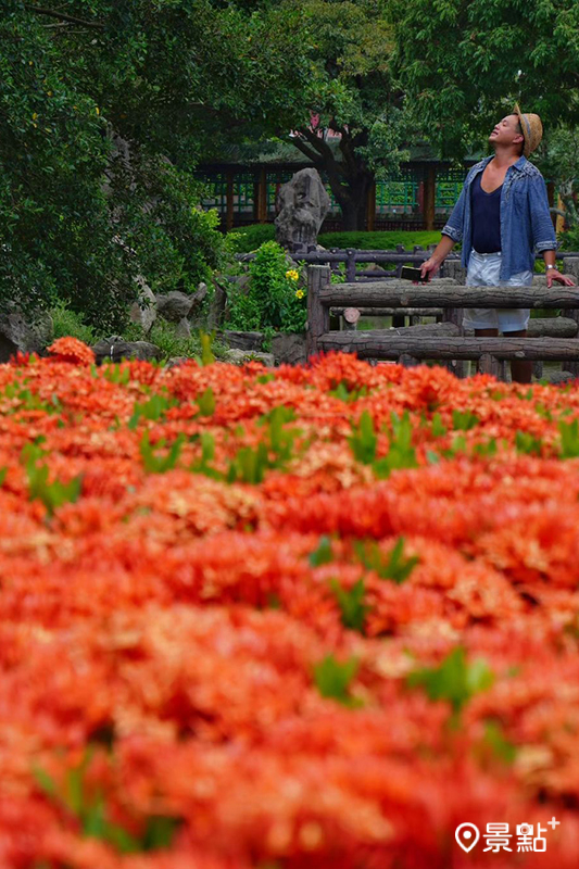 盛開的紅仙丹花，為公園增添豐富的色彩。