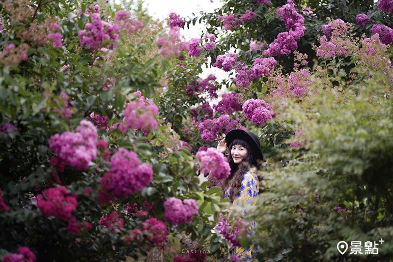苗栗苑裡紫薇花園。(圖／catrina131434)